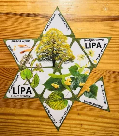 Den stromů – zábavná stezka s tajenkou, hrou, triminem a QR kódy Mišákova třída